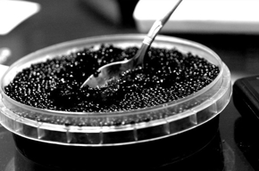 Picture for category Caviar