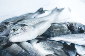 Picture for category Fish